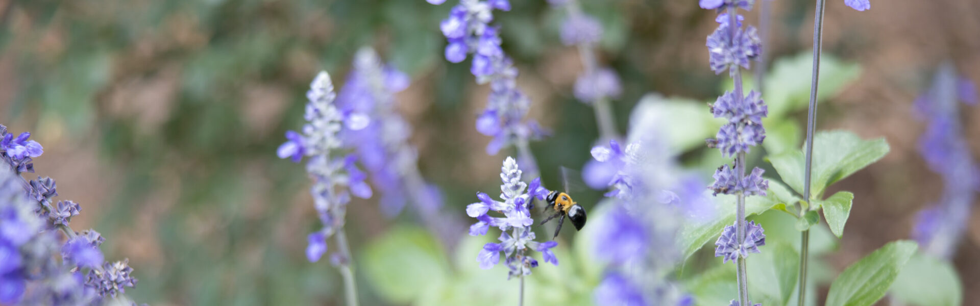 A bee hovers near vibrant purple flowers, collecting nectar amidst a green, blurred garden background.