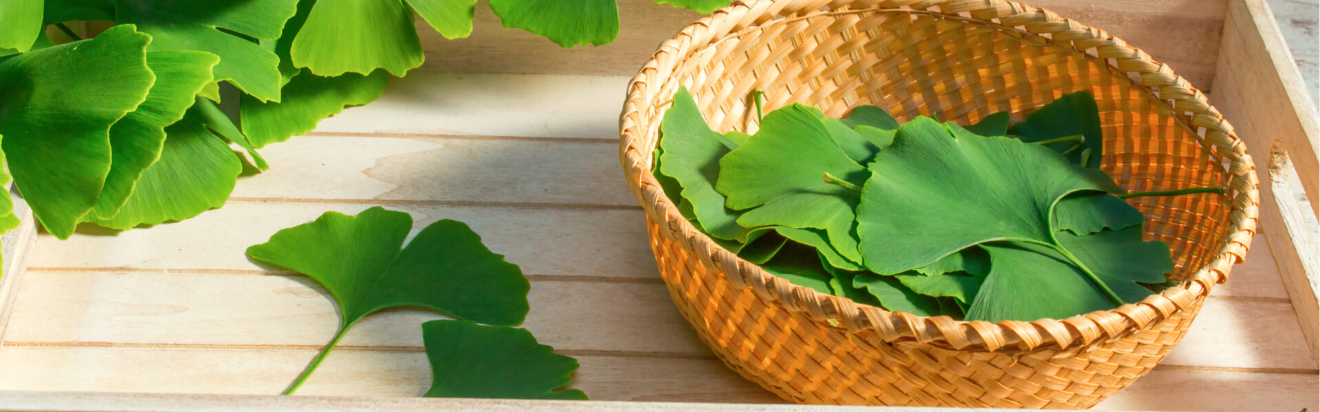 Ginkgo leaves rest inside a woven basket placed on a light wooden surface, with additional leaves scattered around, bathed in warm sunlight.