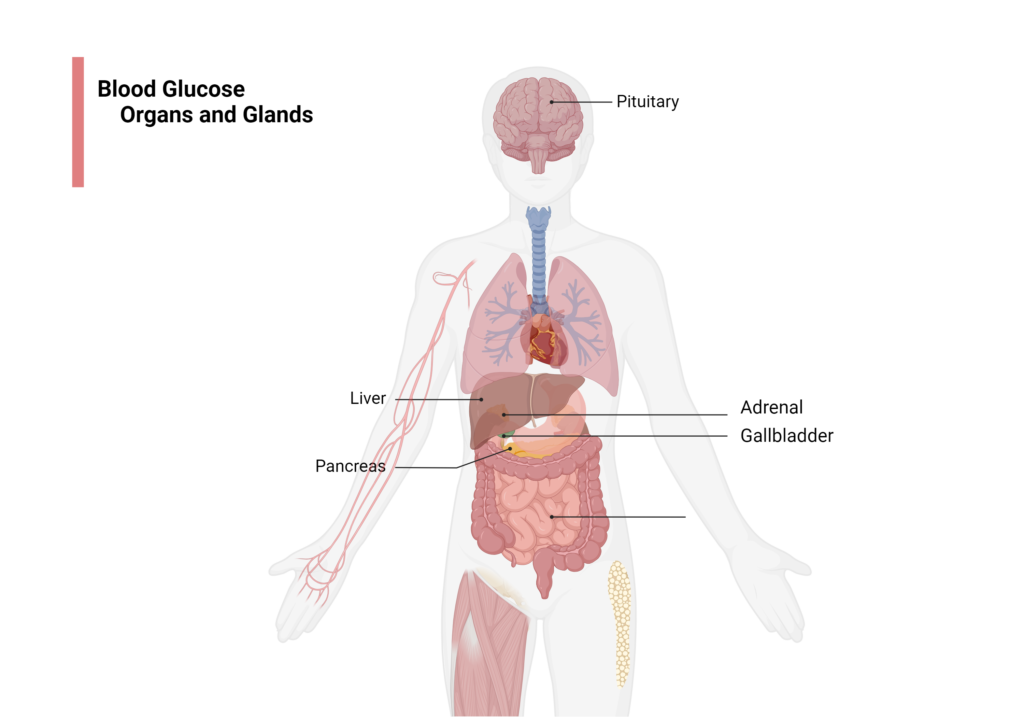 Glucose-Transporters-Distribution-1024x717