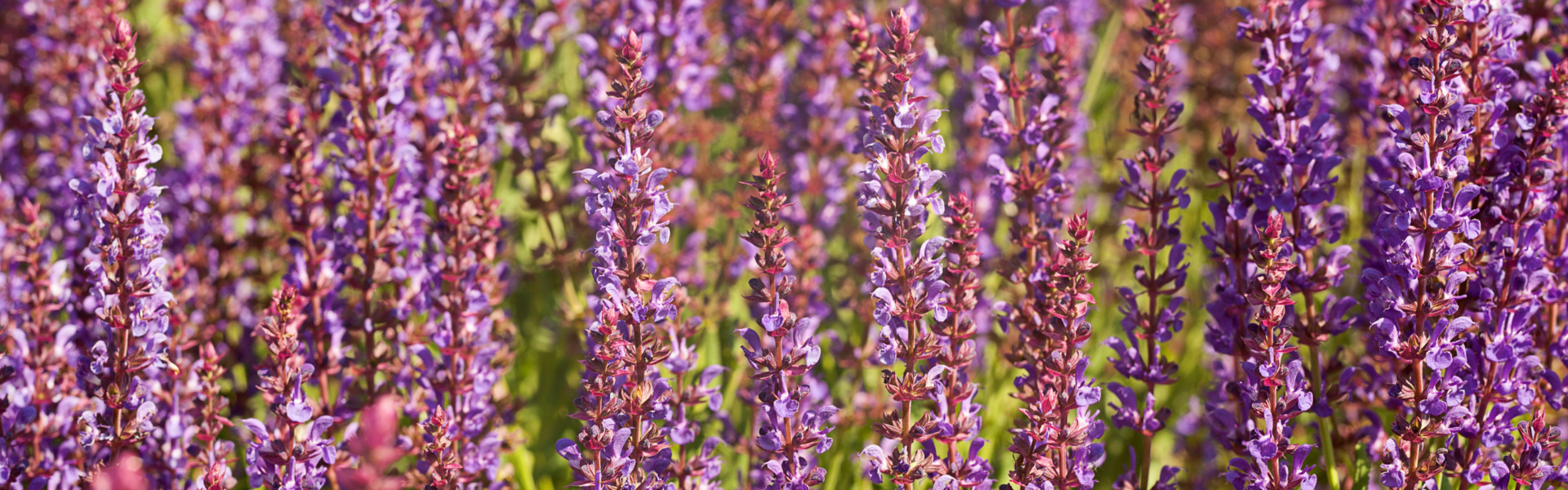 Purple lavender flowers stand tall, reaching upwards amidst a lush green background, basking in sunlight with densely clustered blooms and delicate, aromatic petals.