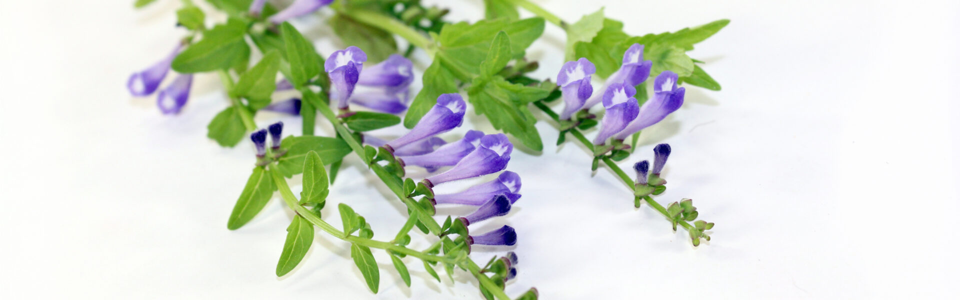 Purple tubular flowers with green leaves rest on a smooth white surface, forming a natural and serene arrangement.