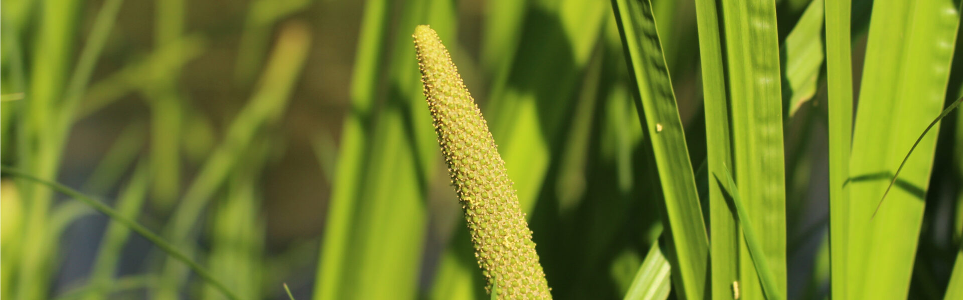 The graphic lists dietary considerations enhancing blood glucose levels, including protein, fiber, resistant starch, and ancient oats, on a gray background with abstract plant and meat illustrations.