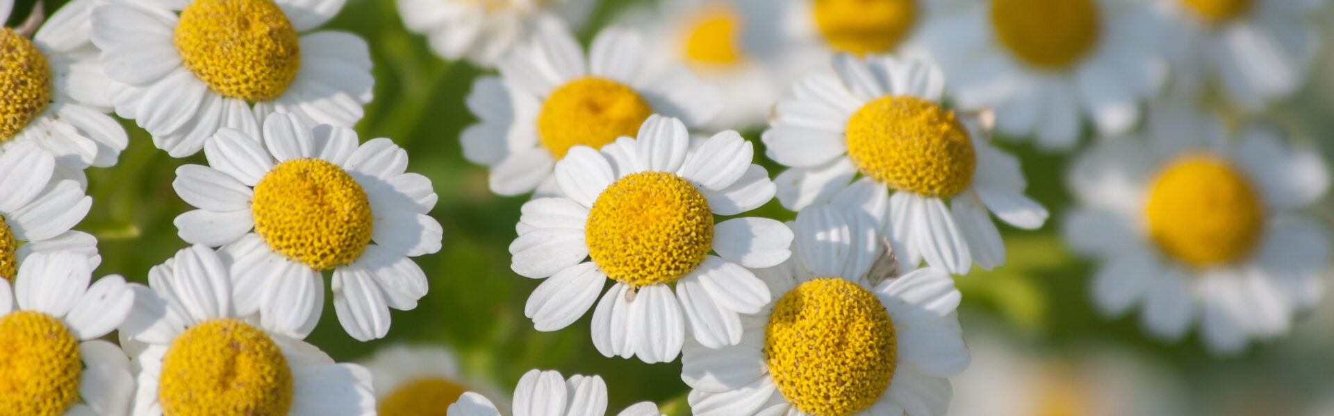 White daisies bloom, displaying vibrant yellow centers, clustered together in a lush green meadow under soft sunlight.