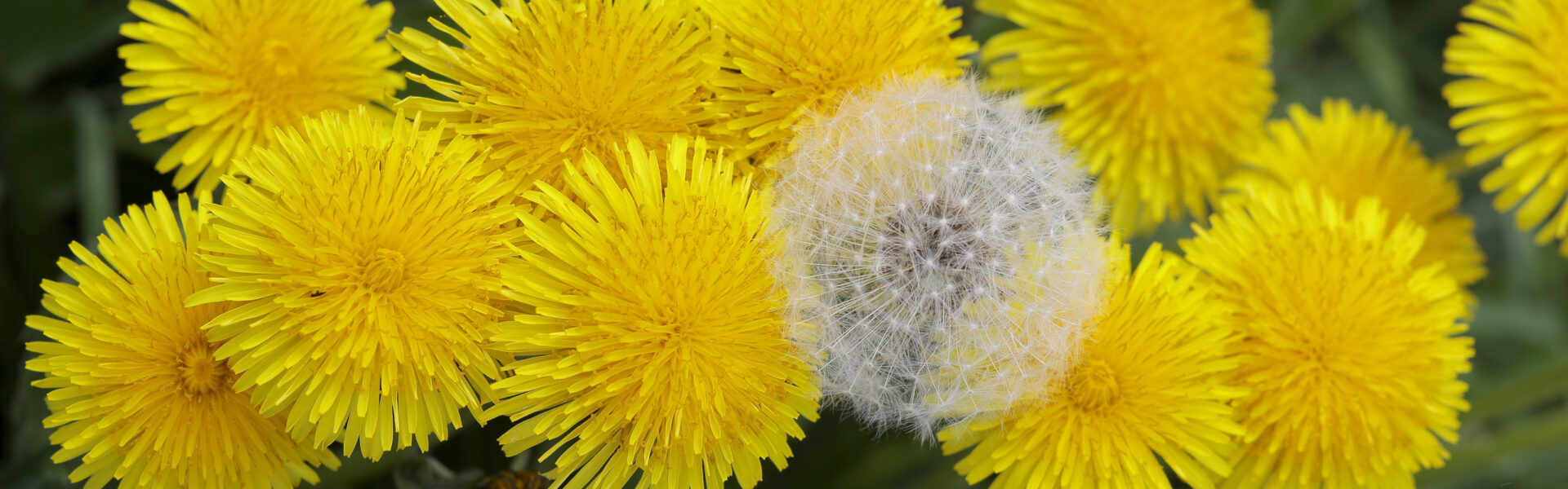 Bright yellow dandelion flowers surround a single white dandelion puffball, set against a backdrop of green foliage, highlighting the contrast between blooming and mature seed stages.