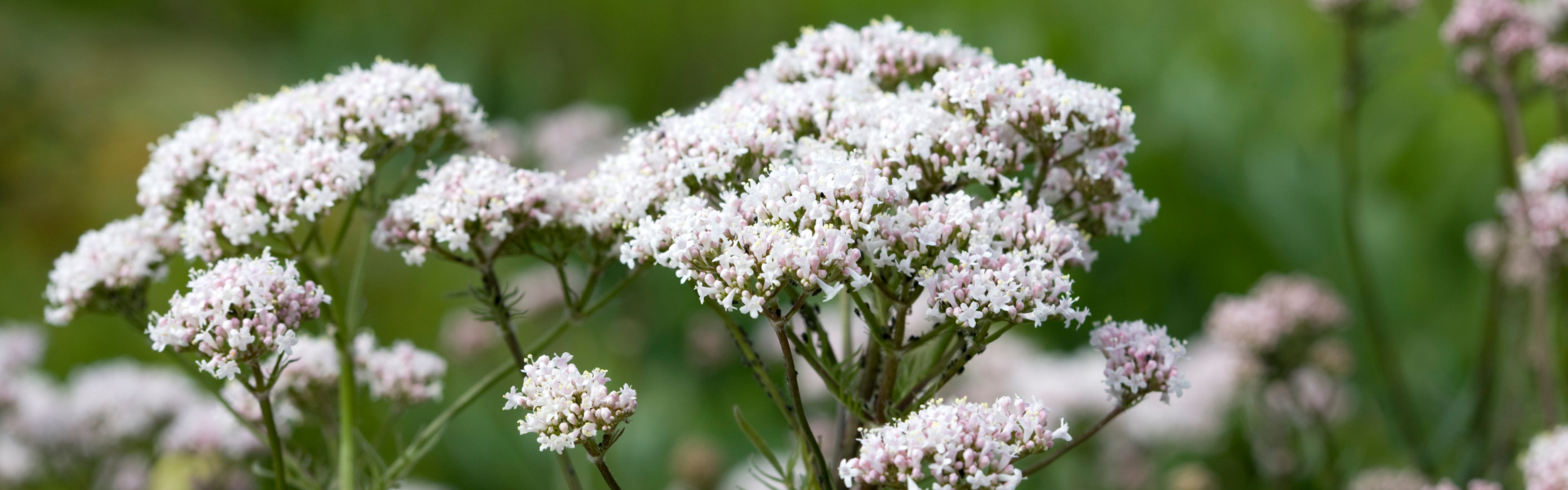 Clusters of small, pink and white flowers bloom on delicate green stems, surrounded by lush greenery in a soft-focus outdoor setting.