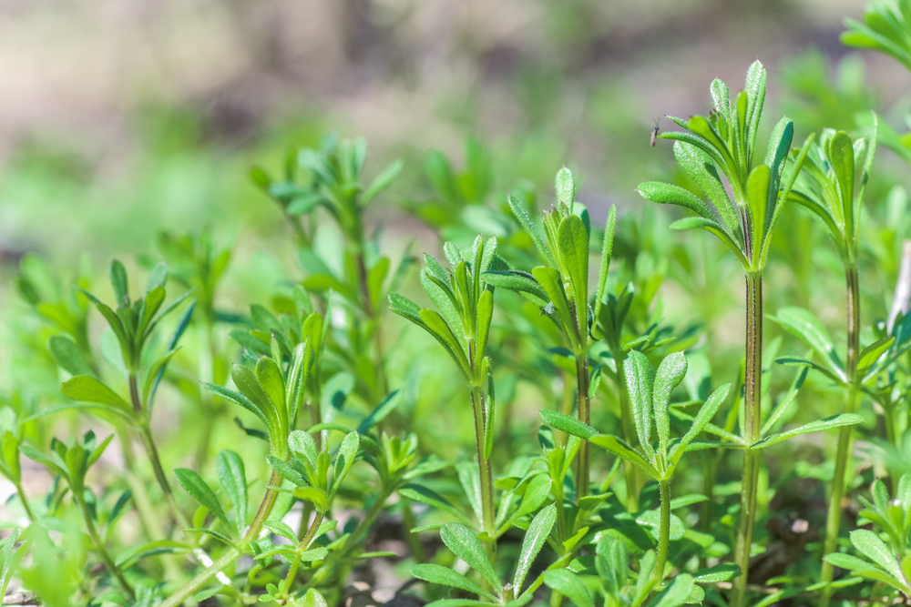 Vertical green plants stand amidst dense vegetation, reaching upward with slender stems and narrow leaves, illuminated by bright sunlight in an outdoor garden setting.