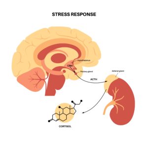 Stress response image of cortisol on brain.
