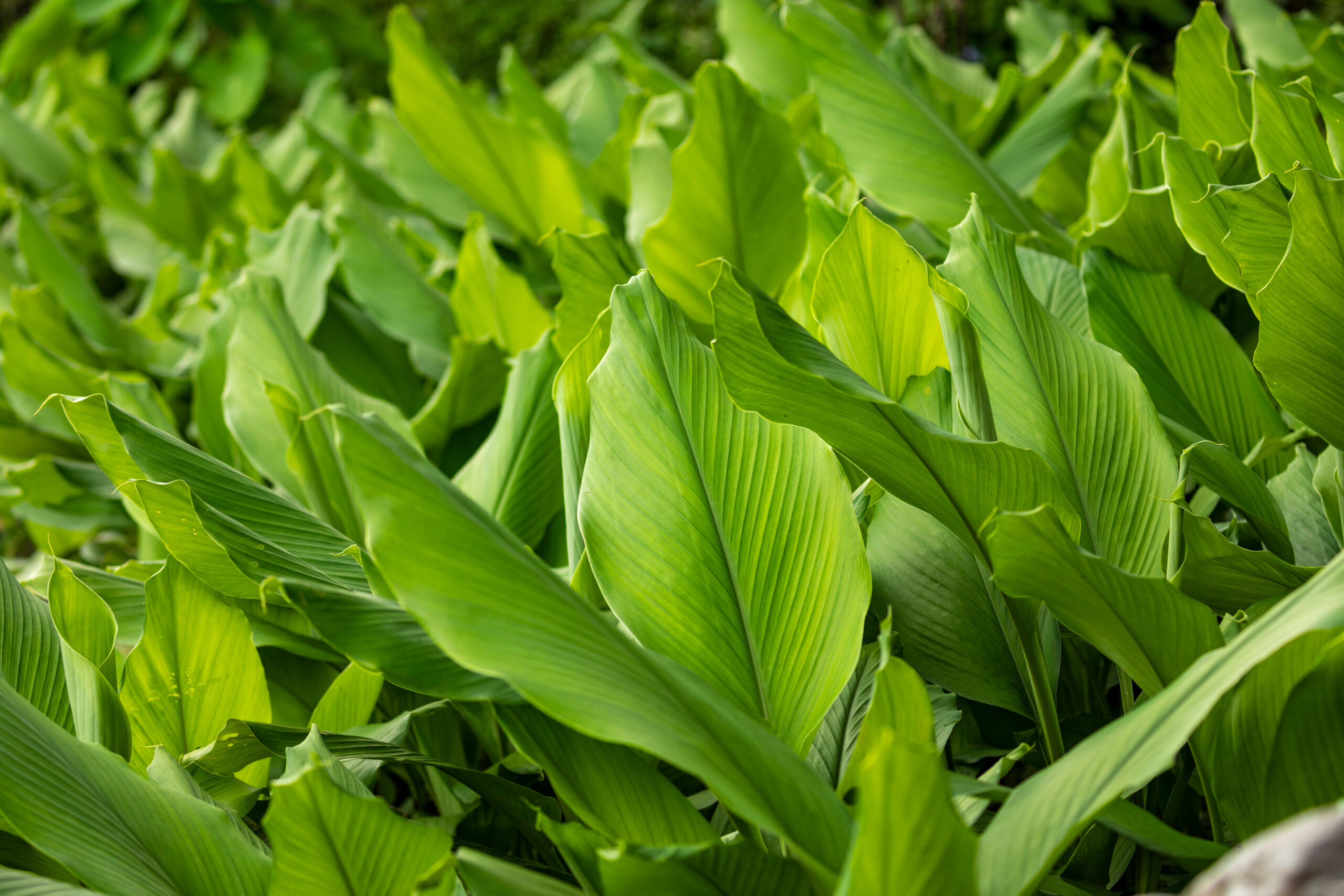 Lush green leaves with smooth textures rise upwards, creating a dense, vibrant canopy in a sunny garden setting.