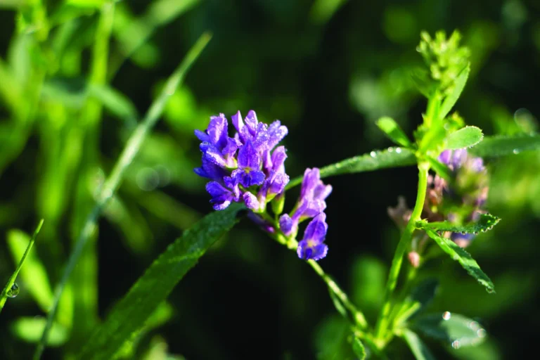 pruple and green alfalfa plant