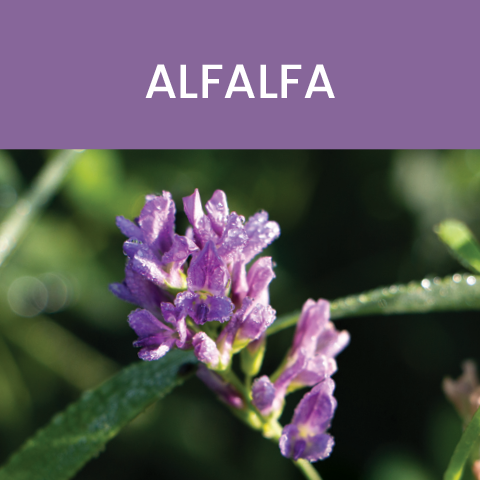 alfalfa color of food tile
