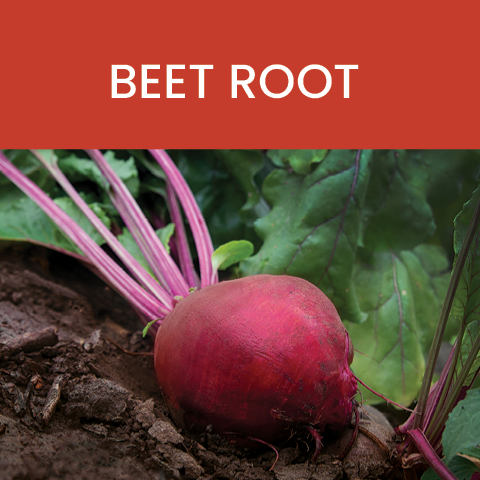 beet root color of food tile