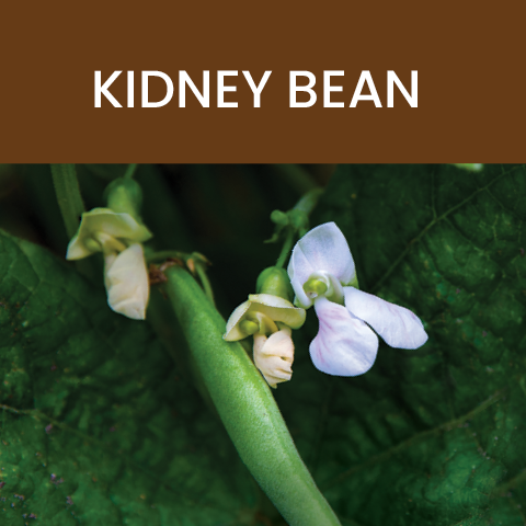 kidney bean whole food advantage tile
