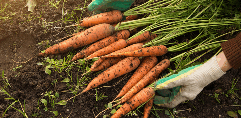 carrots being harvested in a garden