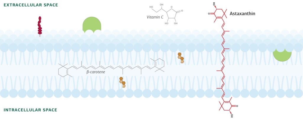 antioxidant built for the bilayer