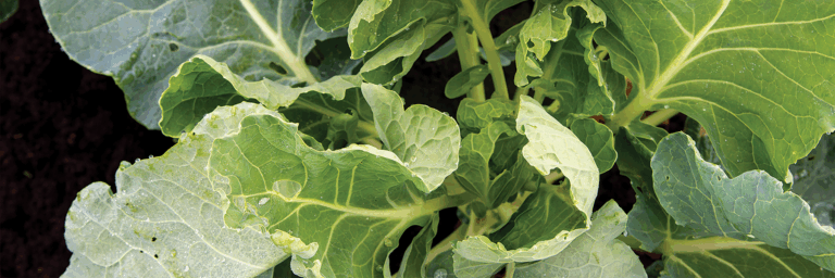 Brussels sprouts leafy green vegetable