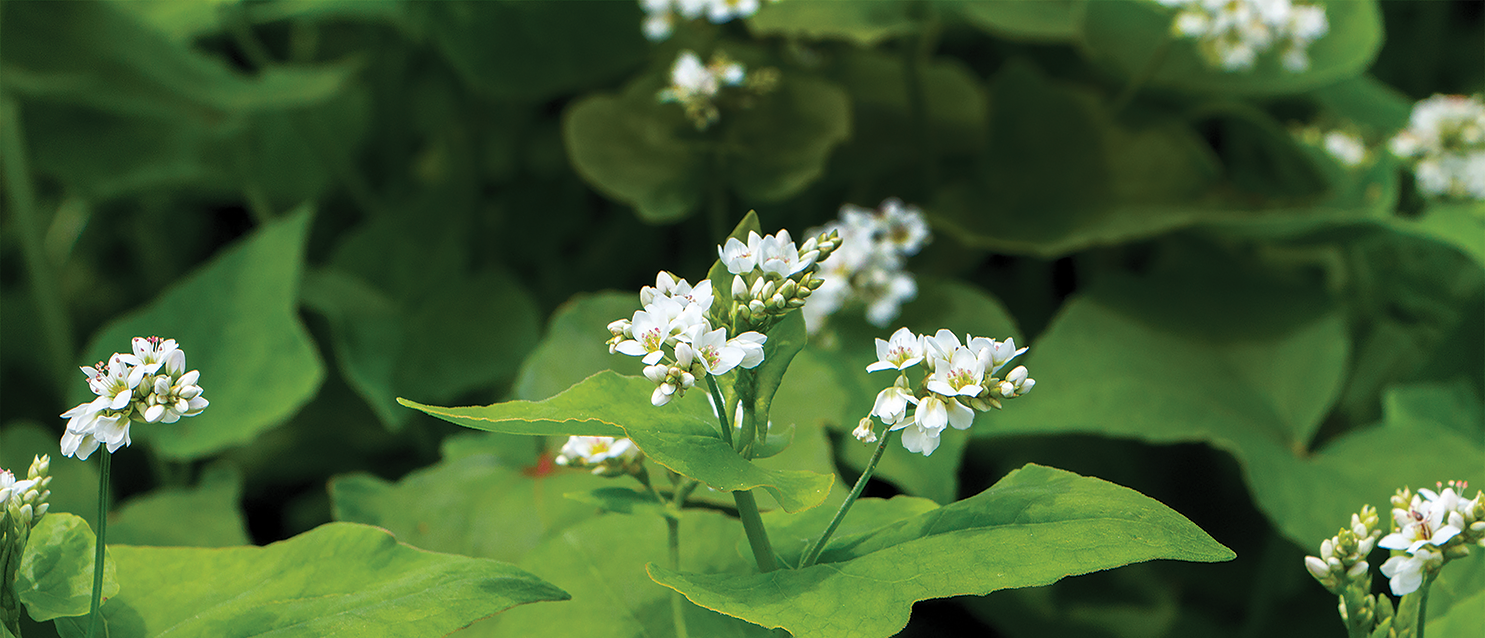 buckwheat flower which is tiny white flower on green leaf plant