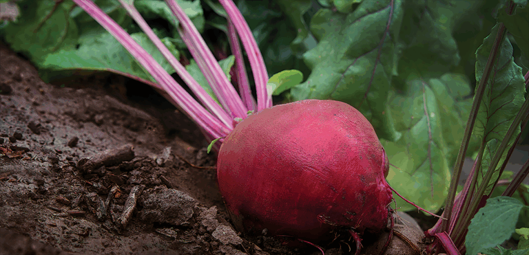 red and pink beetroot with dirt and grass