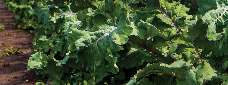 kale growing in the field