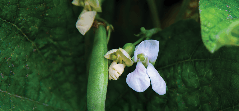 kidney bean purple flower with green plant
