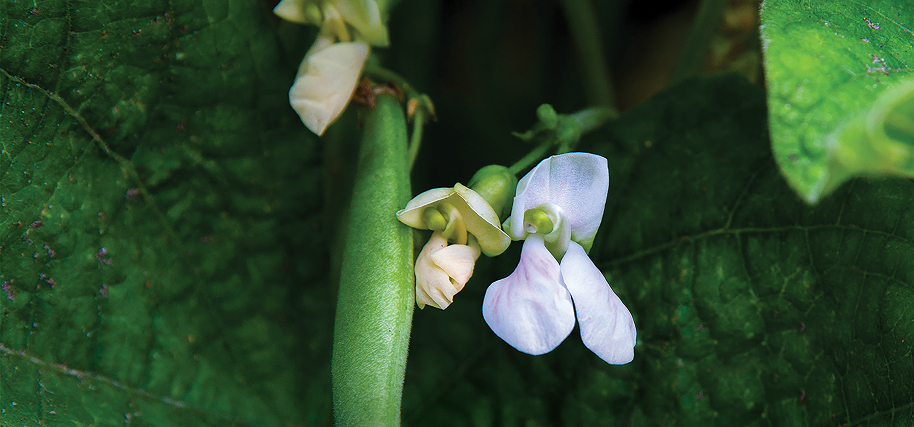 kidney bean purple flower with green plant