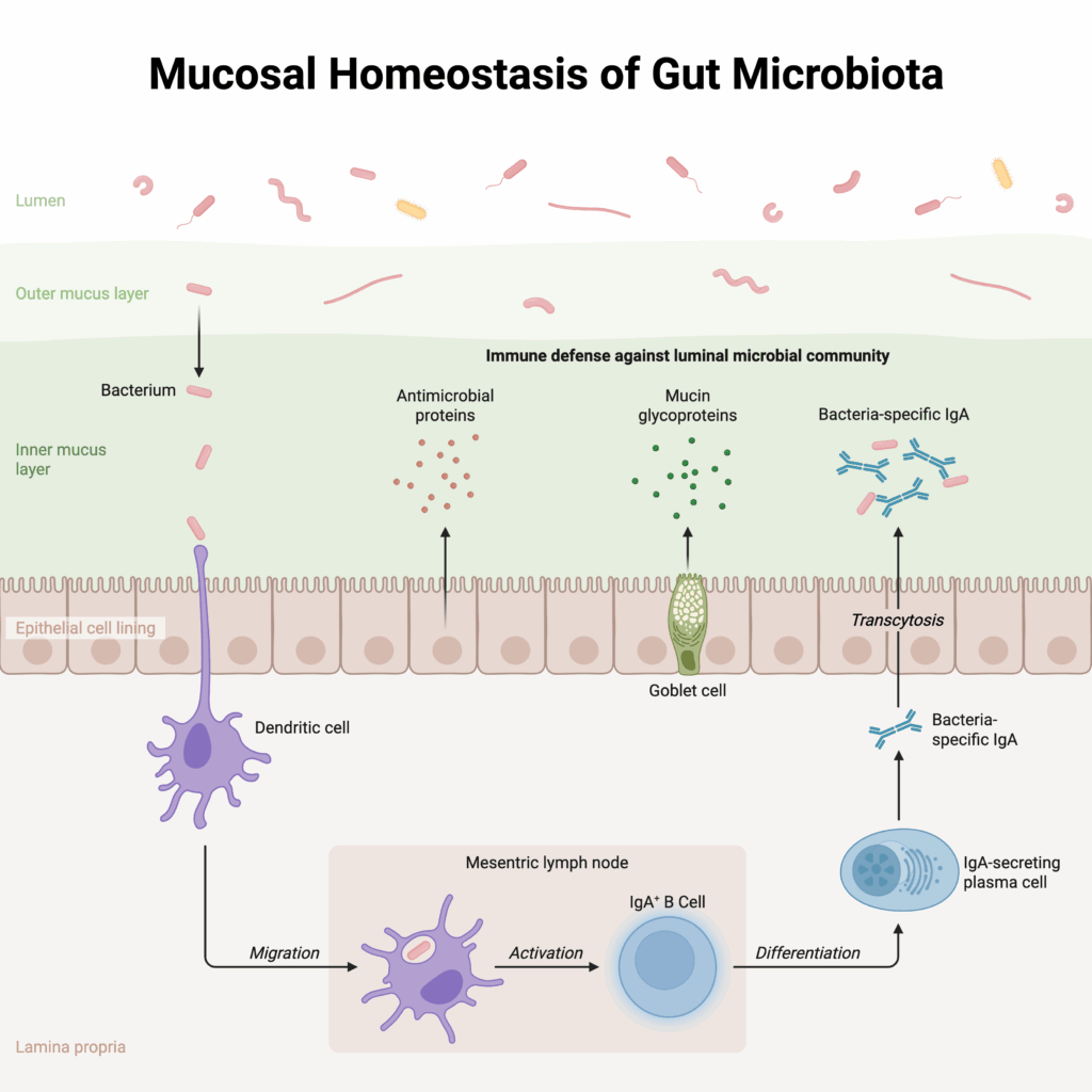 mucosal homeostasis of gut microbiota