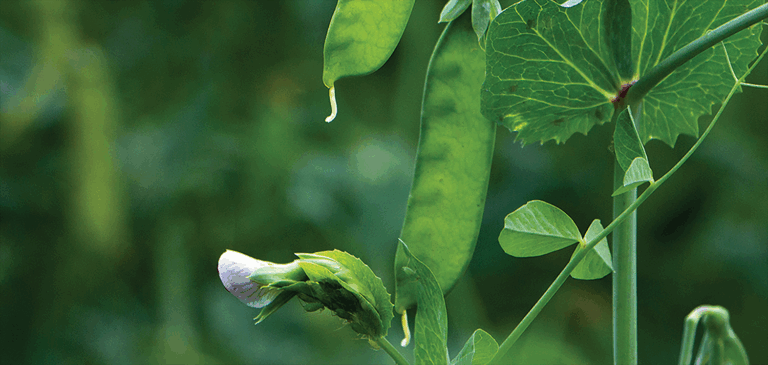 peavine big leaf green plant