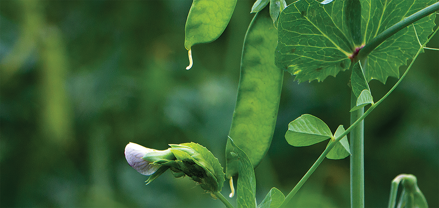 peavine big leaf green plant