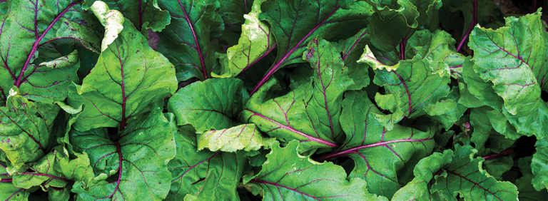 swiss chard green leafs with red stems