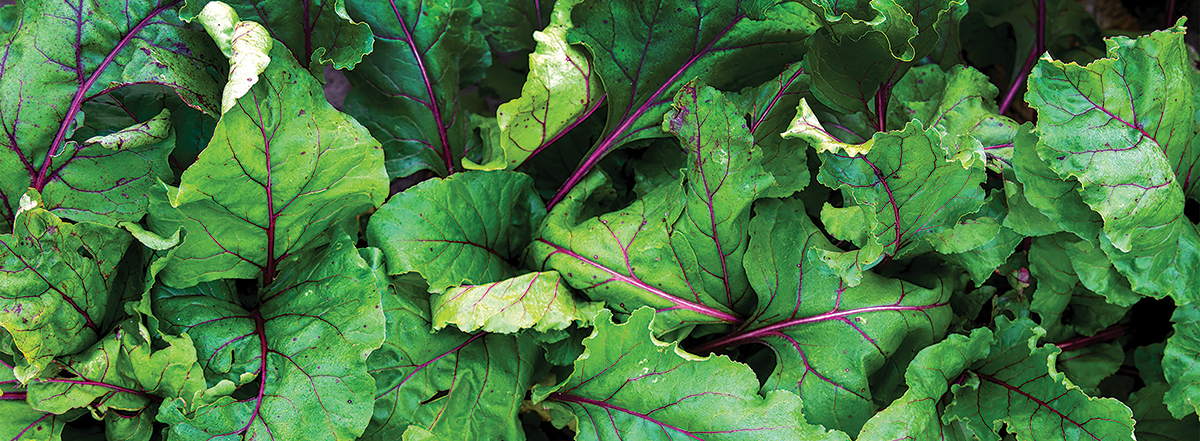 swiss chard green leafs with red stems