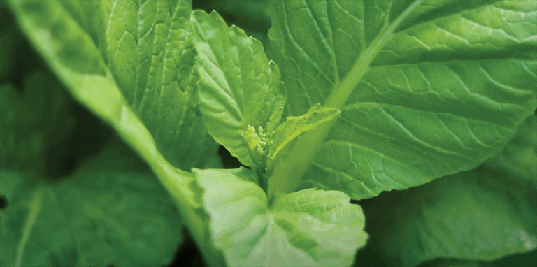 turnip greens leafy veggie with big and small leaves