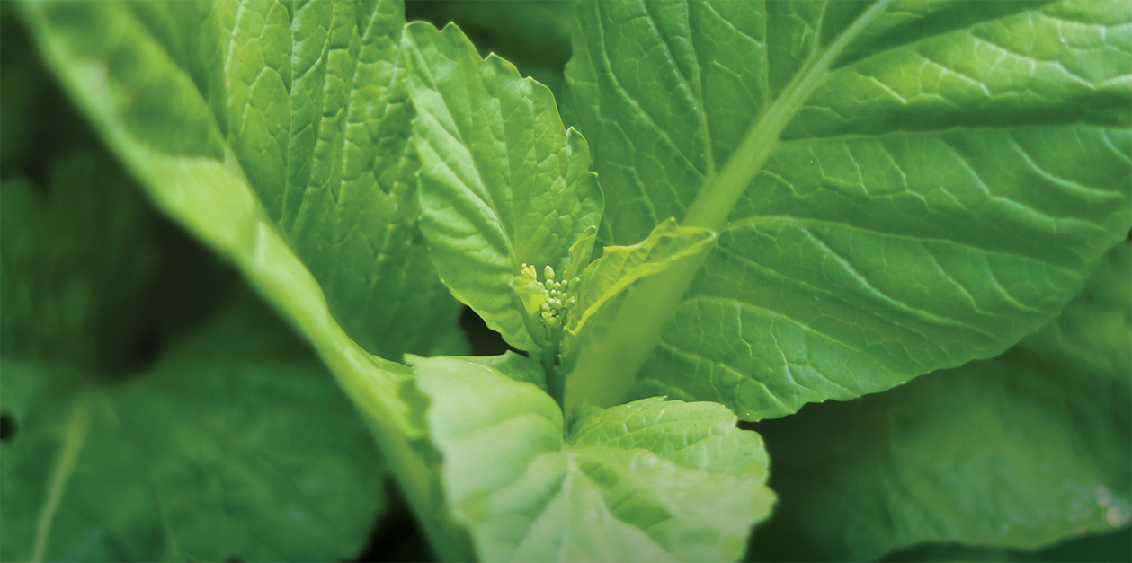 turnip greens leafy veggie with big and small leaves