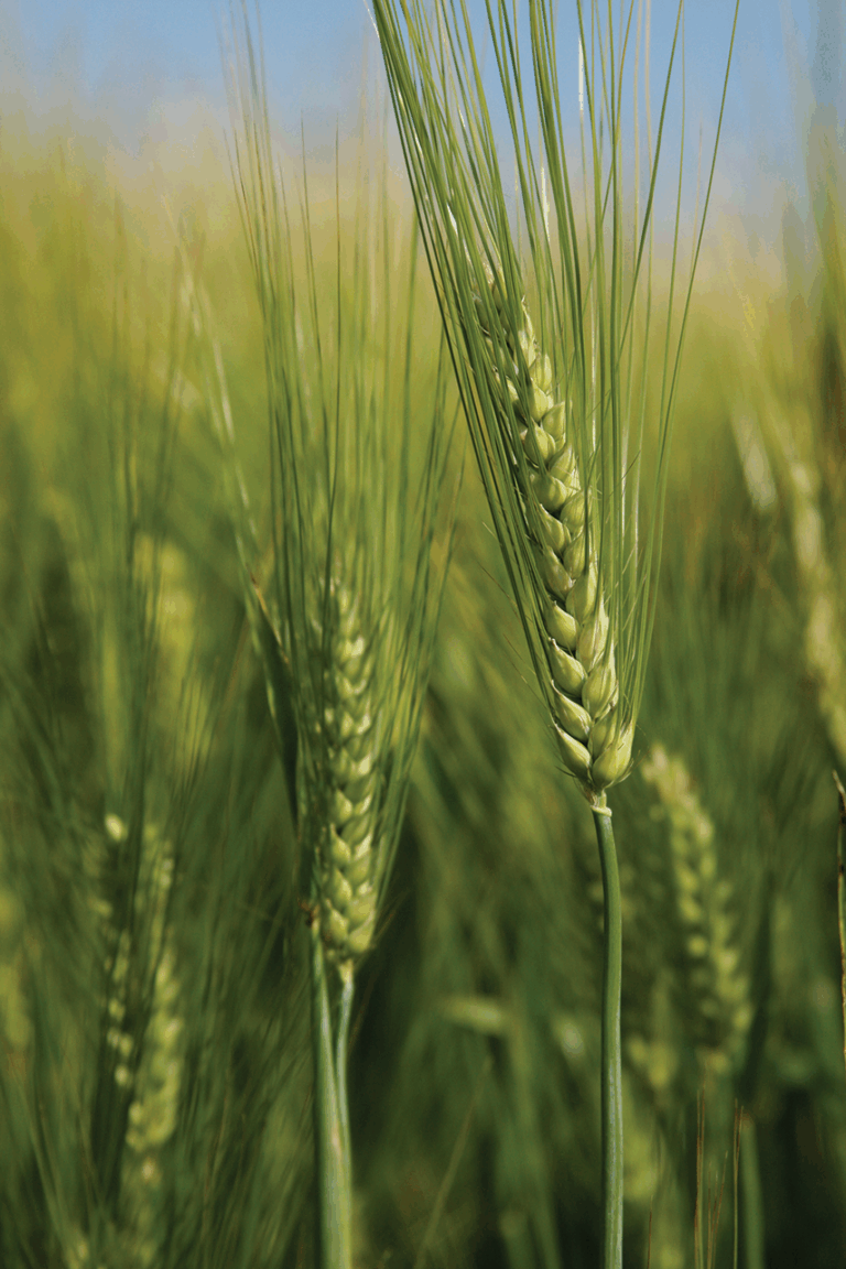 barley grass with blue sky