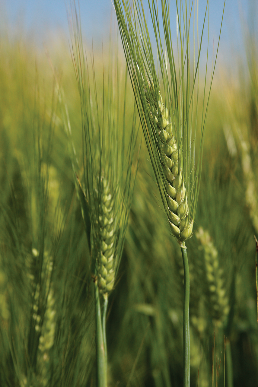barley grass with blue sky