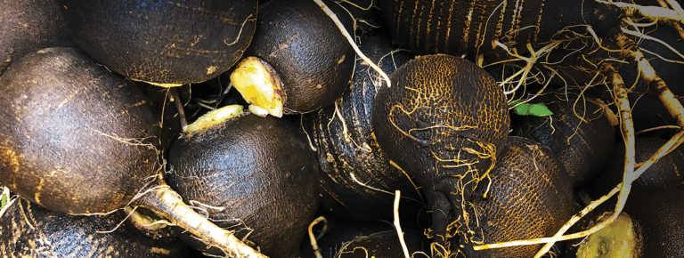 spanish black radish