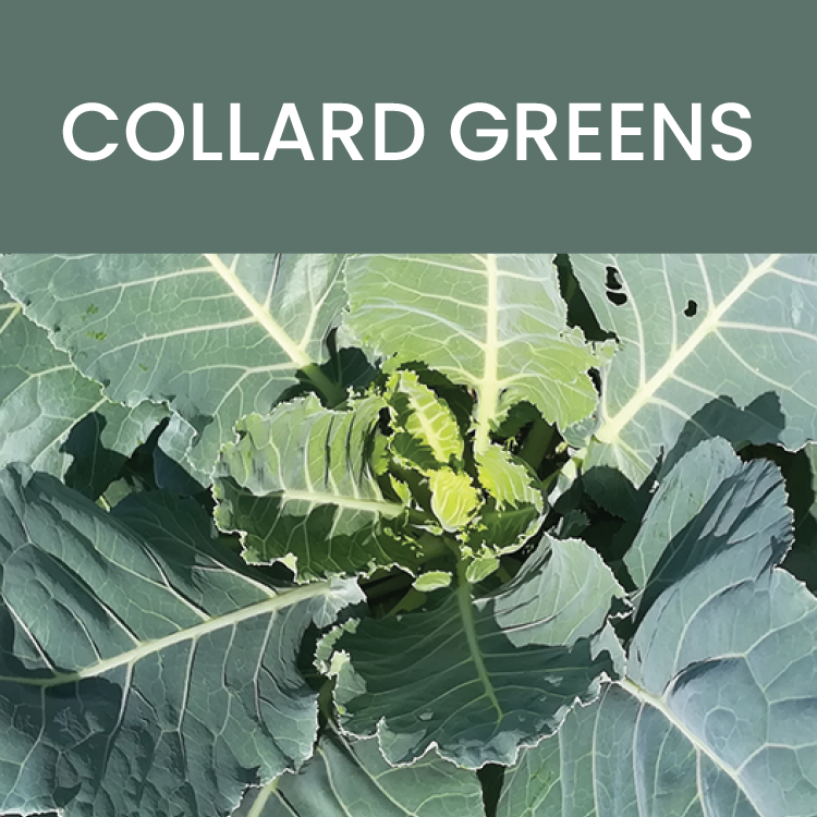 Collard Greens: Whole Food Profile