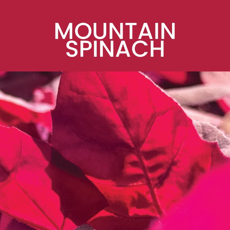 Mountain Spinach: Whole Food Profile