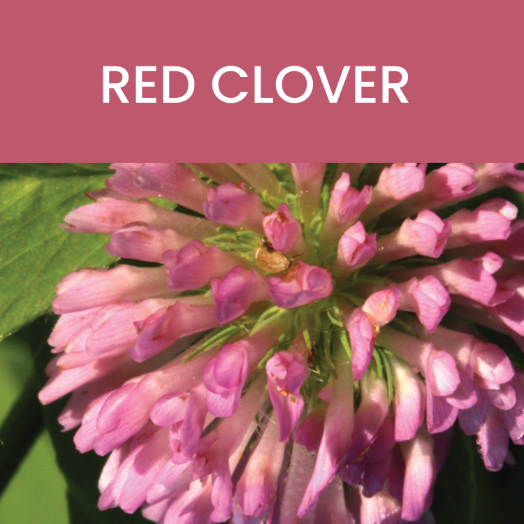 Red Clover: Whole Food Profile