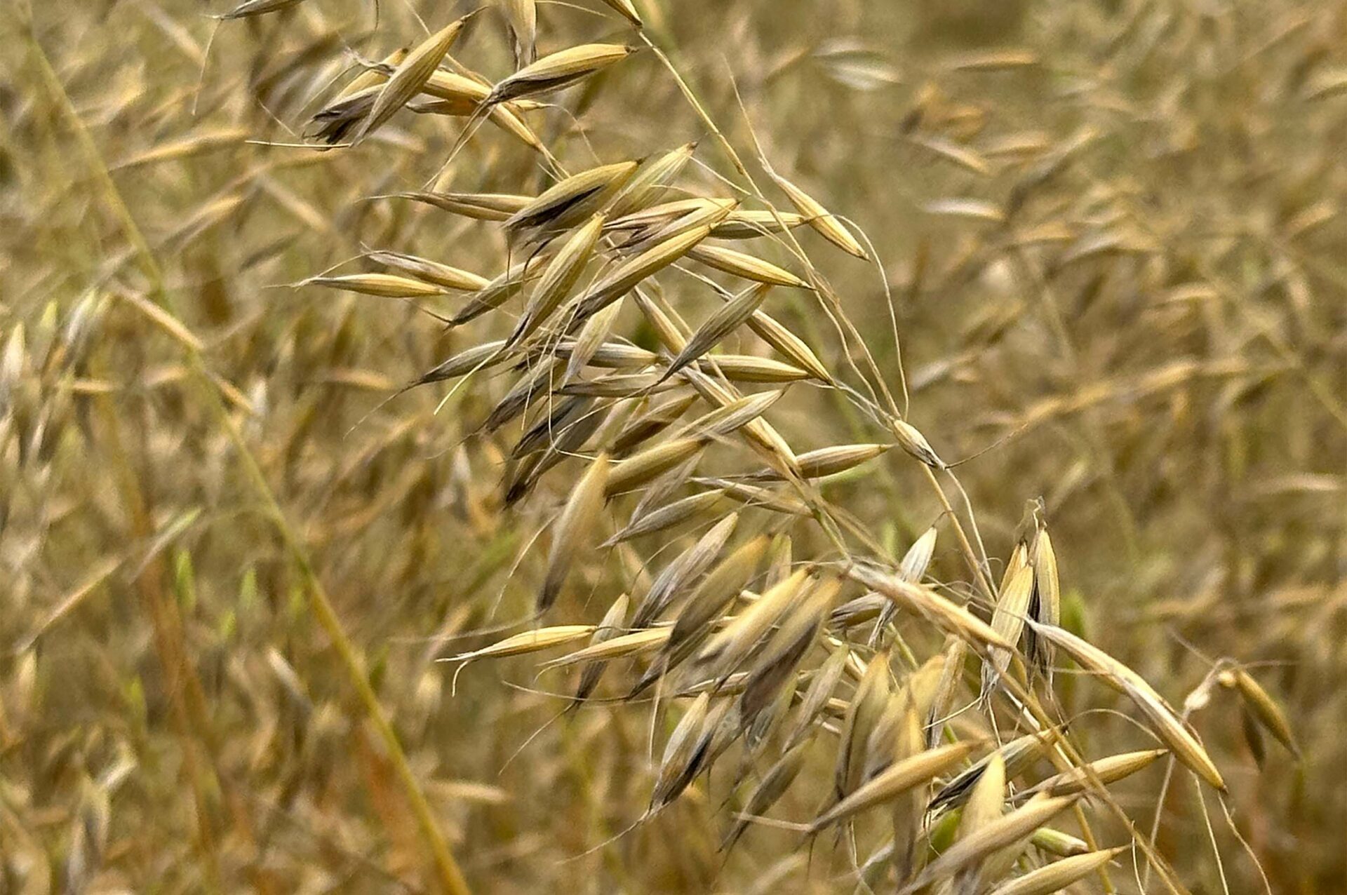royal ancient oats in a field tan pant