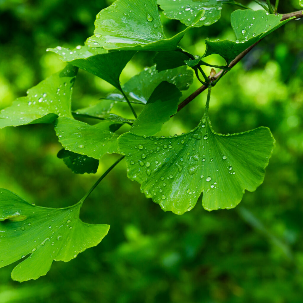 gingko biloba tree