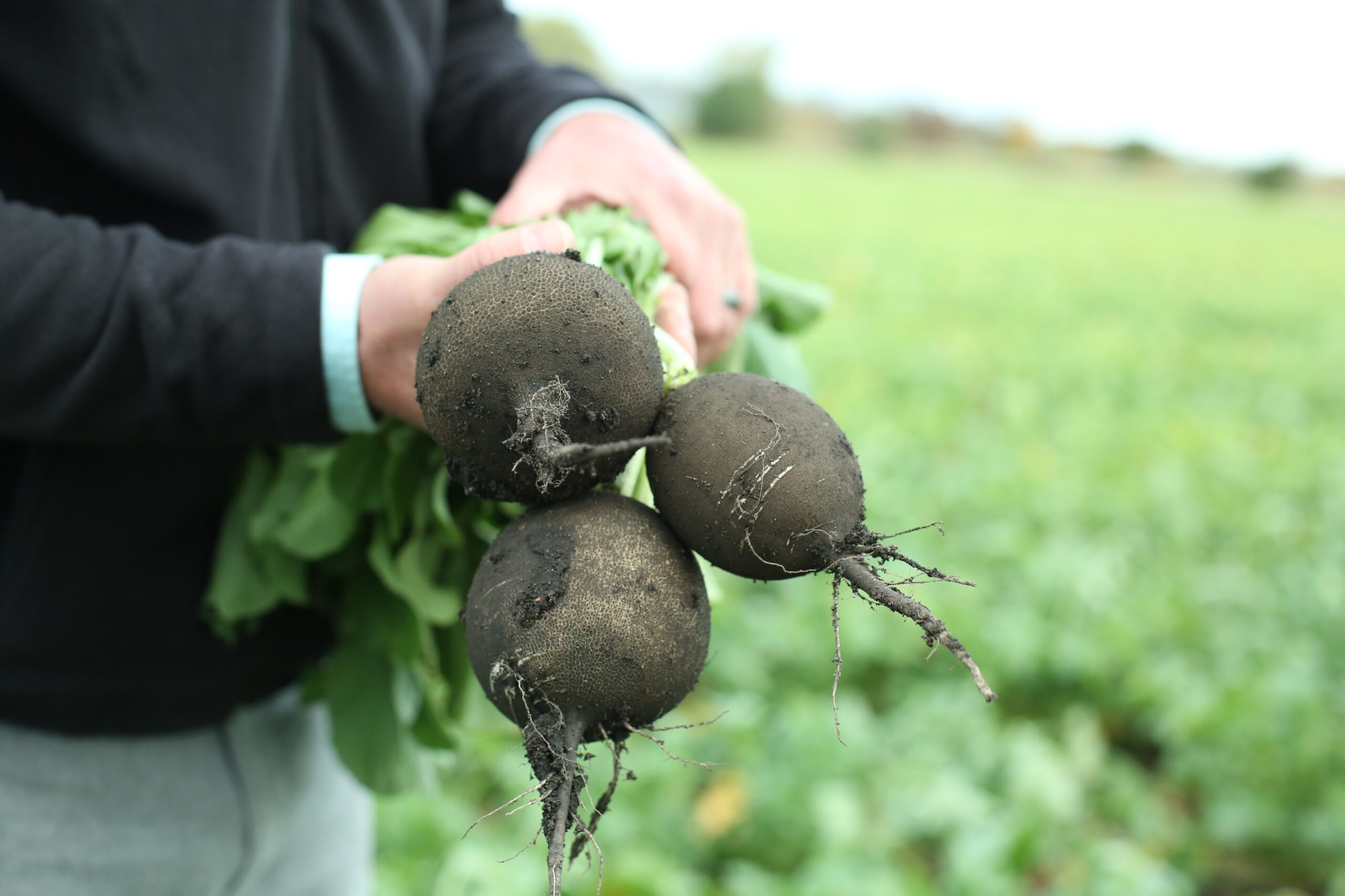 spanish black radish