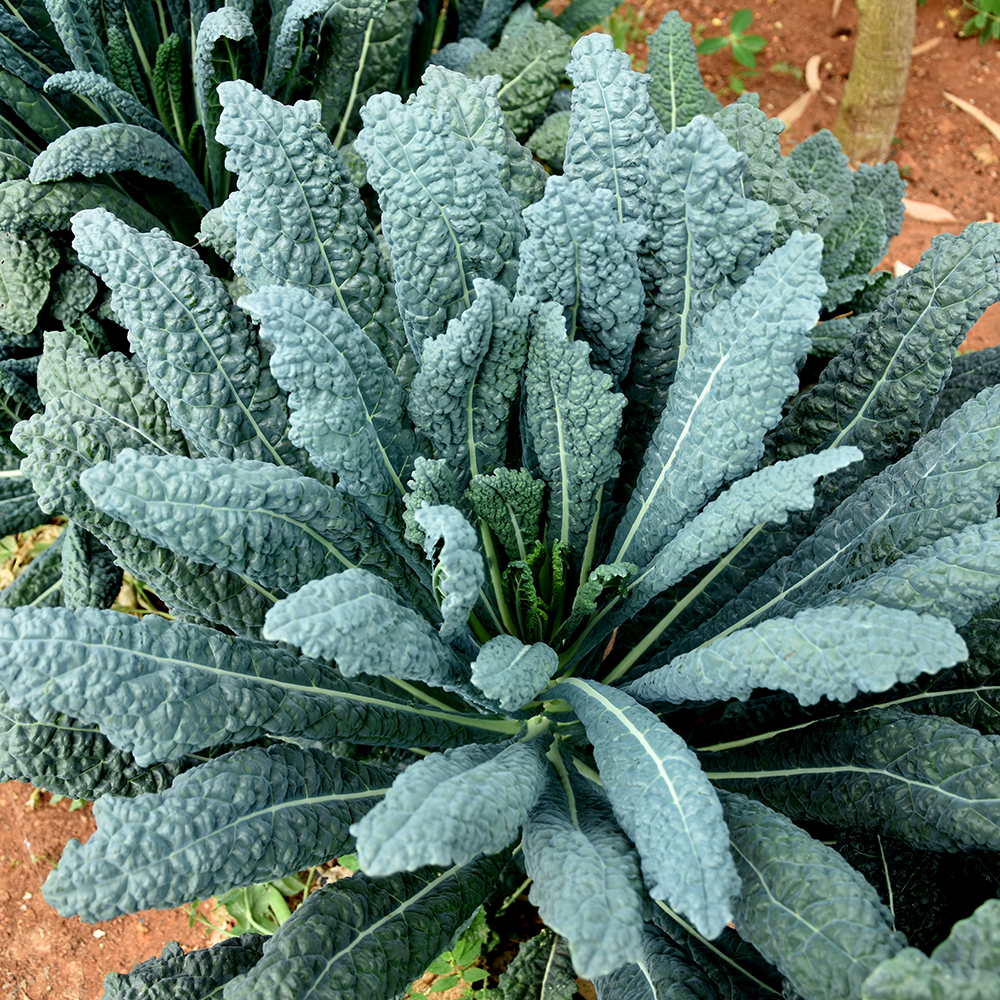 kale growing in garden